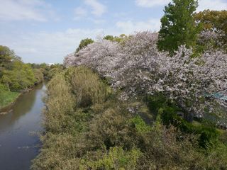 4月2日みどり～なの桜