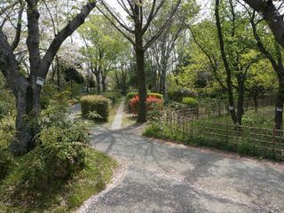 4月2日みどり～なの桜