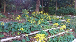 本日の浜松城公園　紅葉情報