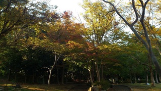 本日の浜松城公園　紅葉情報