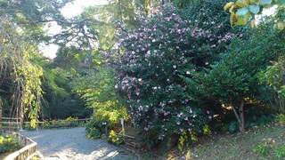 本日の浜松城公園　紅葉情報