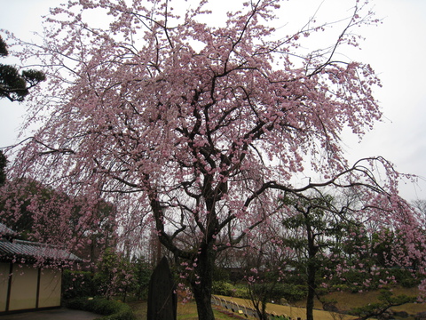 万葉の森公園のしだれ桜