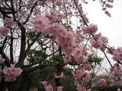 万葉の森公園のしだれ桜