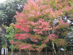万葉の森公園のもみじまつり