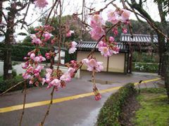 万葉の森公園から桜便り