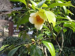 万葉の森公園に春が近づいて来た！