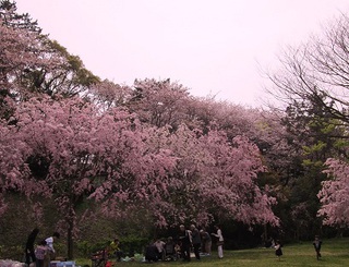 浜松城公園　夜桜