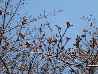 浜松城公園の桜