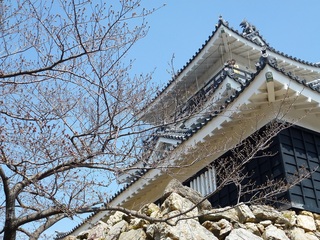 浜松城公園の桜