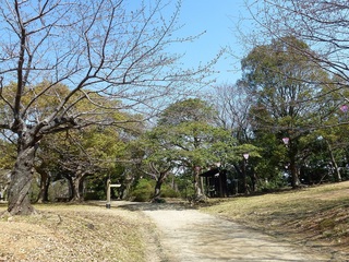 浜松城公園の桜