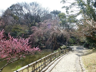 浜松城公園の桜