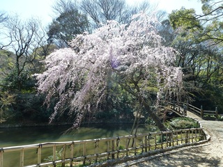 浜松城公園の桜