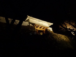 浜松城公園　夜桜