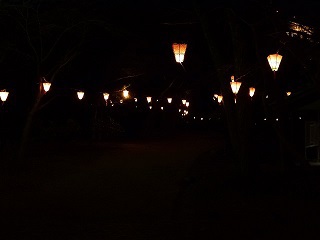 浜松城公園　夜桜