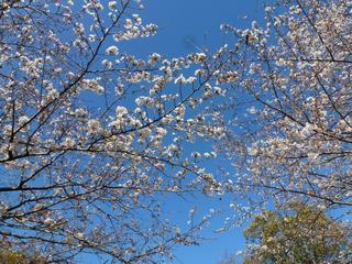 浜松城公園　今日の桜　開花状況