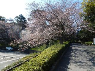 浜松城公園　今日の桜　開花状況