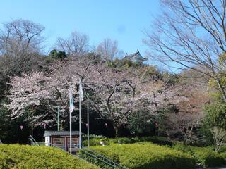 浜松城公園　今日の桜　開花状況