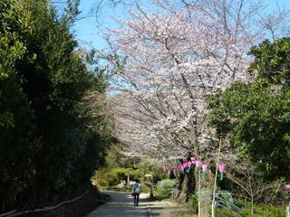 浜松城公園　今日の桜　開花状況