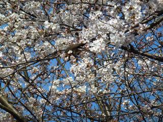 浜松城公園　今日の桜　開花状況