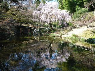 浜松城公園　今日の桜　開花状況