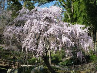 浜松城公園　今日の桜　開花状況