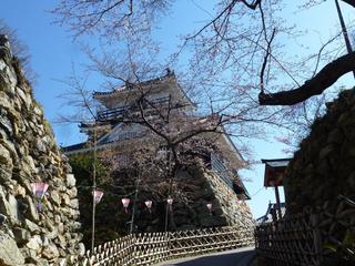 浜松城公園　今日の桜　開花状況