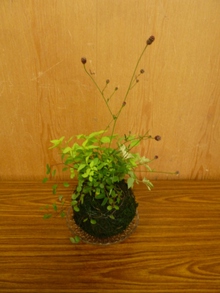 苔玉づくり　開催のお知らせ