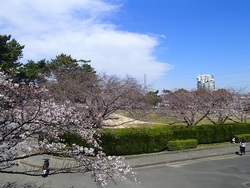 桜四ツ池