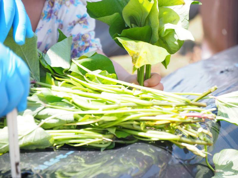 【コラボ企画】”うなぎいも×はまぞう”の親子で楽しむ「苗植えつけ体験」が大人気でした！