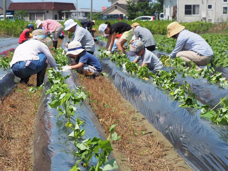 【コラボ企画】”うなぎいも×はまぞう”の親子で楽しむ「苗植えつけ体験」が大人気でした！