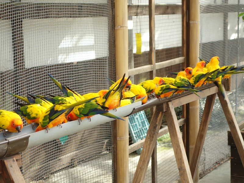 【2017 年賀状に！】掛川花鳥園で年賀状用の写真を撮る