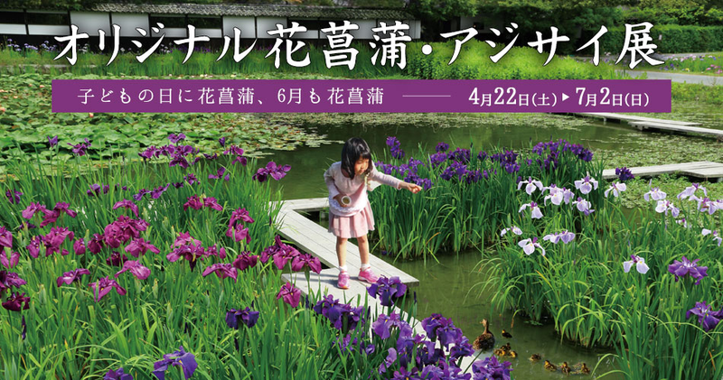 【週末のイベント情報】　カクイチ広場 / 自遊食環フェア / オリジナル花菖蒲・アジサイ展