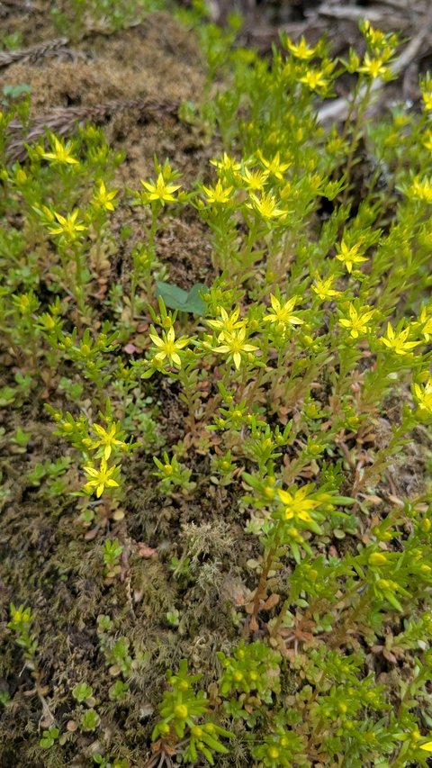 岩古谷山周辺で見つけた花