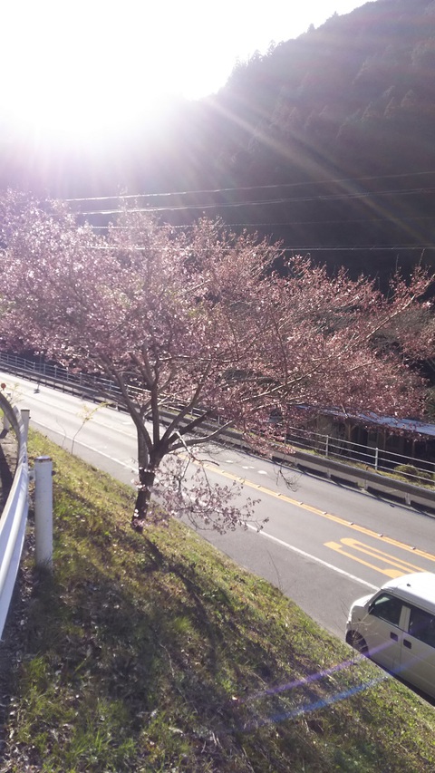 田峯の国道沿いの桜