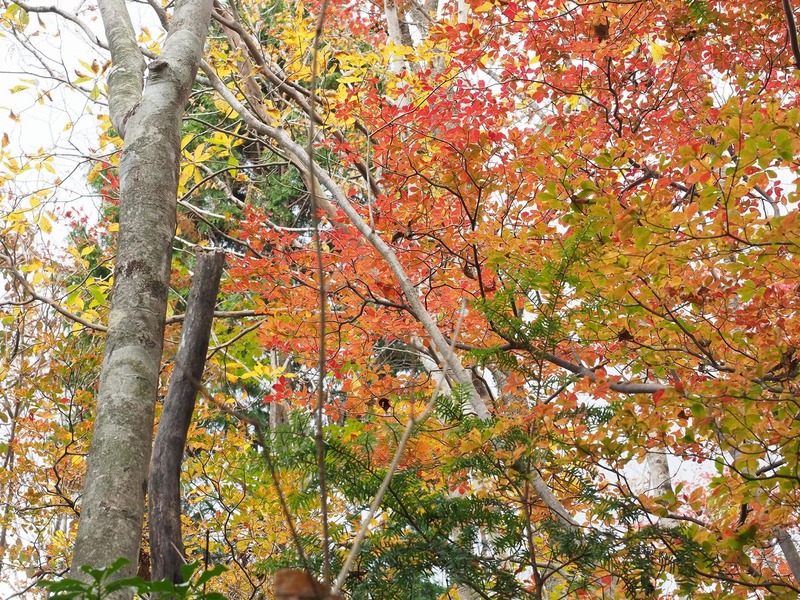 段戸裏谷原生林きららの森の紅葉 『見頃を迎えました』