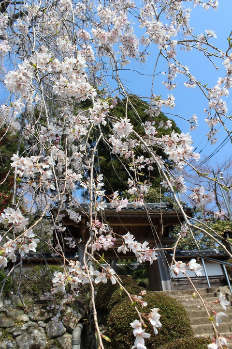 福田寺の桜　満開です