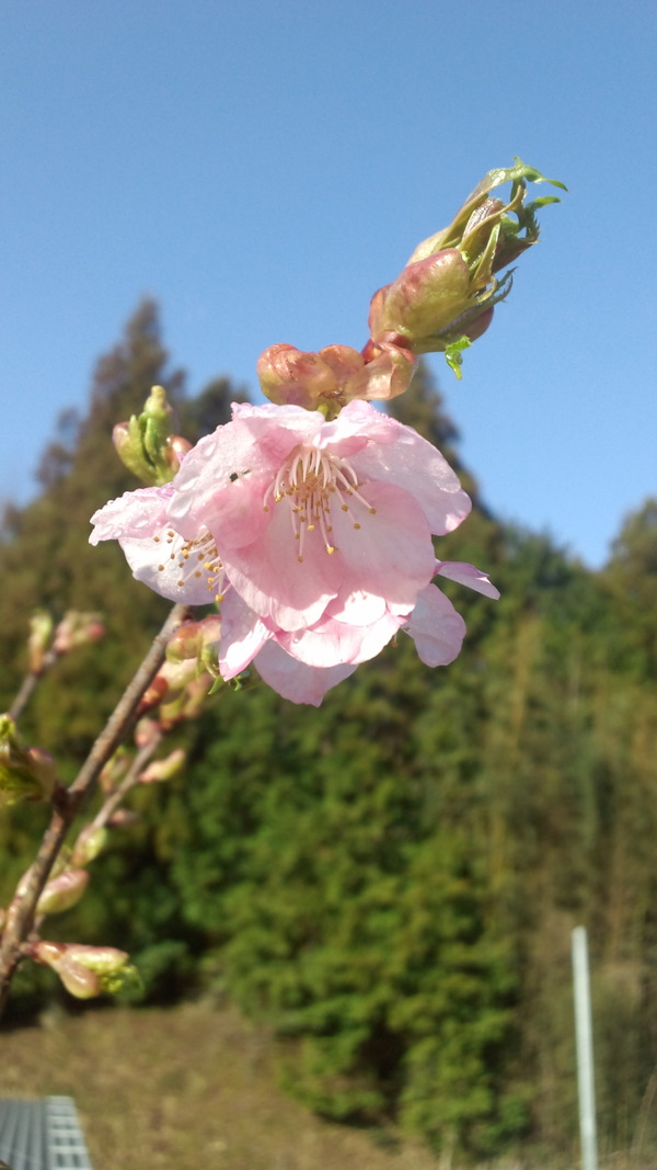 田峯の桜　開花しました