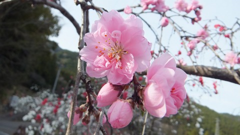 川向のしだれ桃　八部咲きです