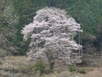 神田のエドヒガン桜