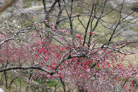 川向の枝垂れ桃　一分咲き