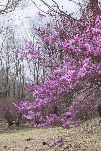面ノ木園地のミツバツツジ　三部咲きです