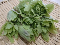 蕗の薹味噌