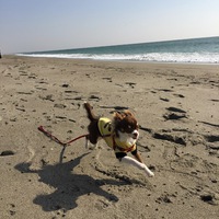 flyingdog