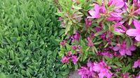 自宅の庭の花 2015/05/07 16:38:15