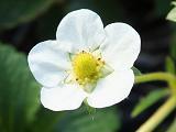 花芽分化について・・・・