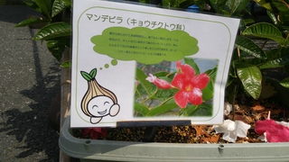 ノルディックウォーク体験教室　in　浜名湖ガーデンパーク