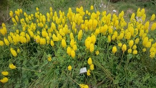 ノルディックウォーク体験教室 in 浜名湖ガーデンパーク