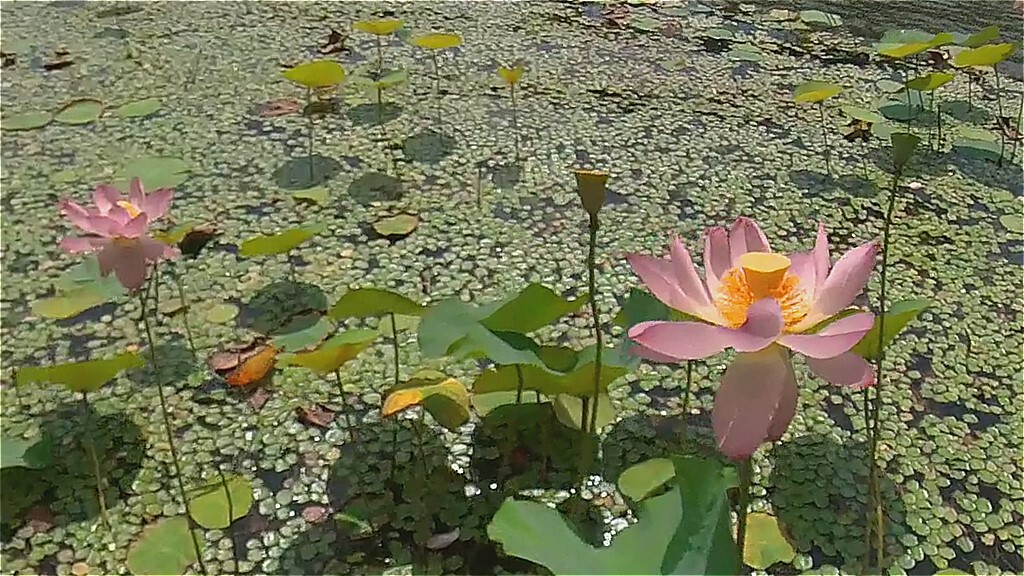 ノルディックウォーク体験教室 浜名湖ガーデンパーク