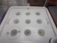 ほし　研究開発水耕栽培（バジル） 2017/07/04 15:27:17