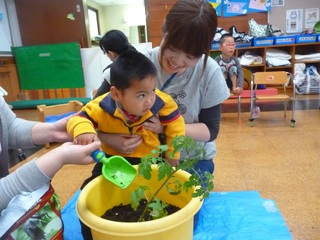 ひまわり　ぽかぽか で　 ﾄﾏﾄの苗を植えました!